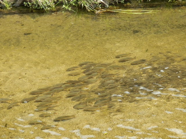 IMG_1800　ボラの仔と思われる魚群